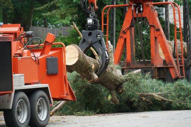 Emergency Storm Tree Removal in Cottage Grove, MN